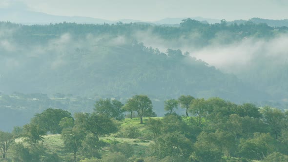 Mist hangs in the hills of Alentejo, Portugal, behind cork oak trees alt