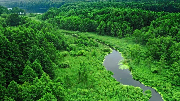 Amazing river and green algae in summer. alt