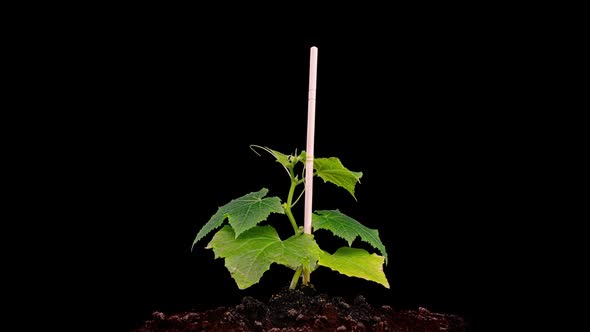 Young Cucumber Plants Germinate Under the Sun Time Lapse Alpha Channel alt