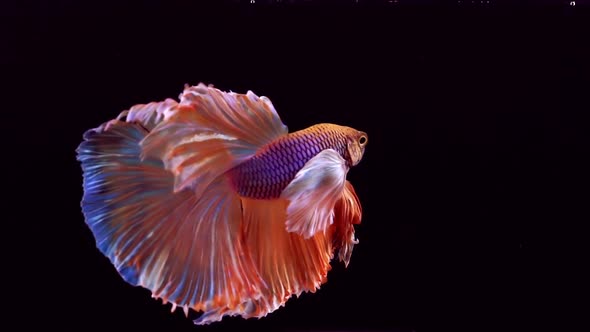 Siamese Fighting Fish Betta Splendens 25 alt
