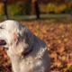 Portrait of a Beautiful Golden Retriever in Fallen Autumn Foliage - VideoHive Item for Sale