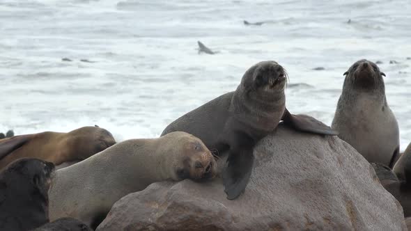 Rookery of a Seal Colony on the Atlantic Ocean in Namibia alt
