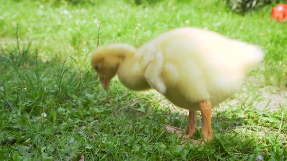 Gooslings at the Backyard alt