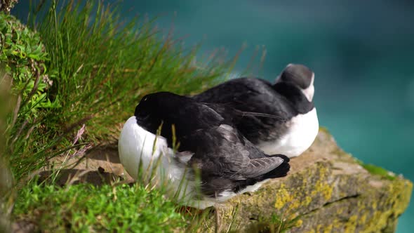 Wild Atlantic Puffin Seabird in the Auk Family in Iceland alt