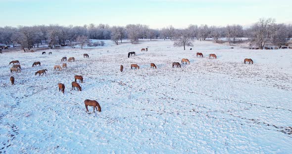 A herd of horses in winter