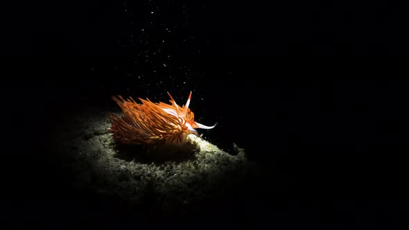 Unique artistic underwater video of a vibrant sea creature in the dark lit up only by the light of a alt