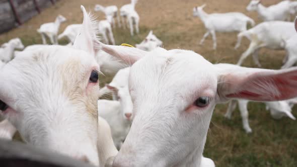 Interested Curios Young Goats Leaning on Wooden Fence in Paddock Looking at Camera alt
