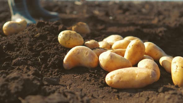 Farmer Digging Up the Potatoes Crop alt