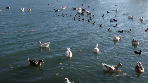 Flock of geese and eurasian coots are swimming