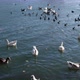 Flock of geese and eurasian coots are swimming - VideoHive Item for Sale
