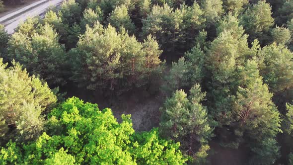 Aerial View Of Green Forest Landscape alt