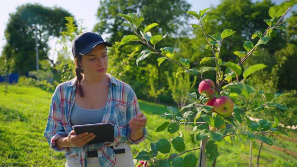 Female Worker of Farm is Checking Apple Tree Viewing Unripe Apples in Fruit Garden