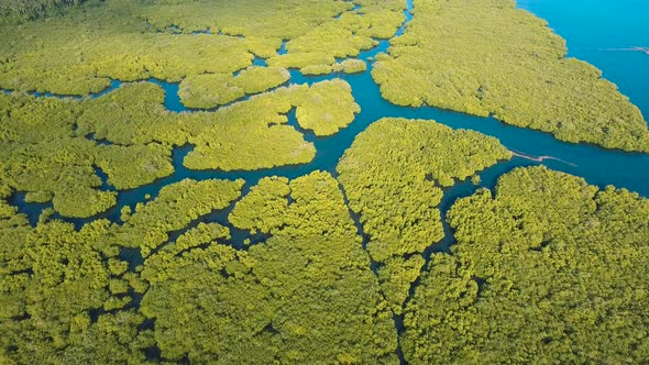 Mangrove Forest in Asia alt