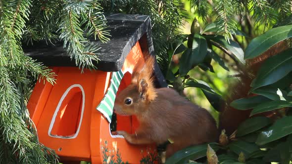 Red squirrel on birdhouse alt