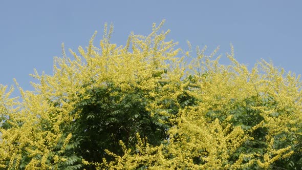 Goldenrain tree  Koelreuteria paniculata against blue sky 4K video alt