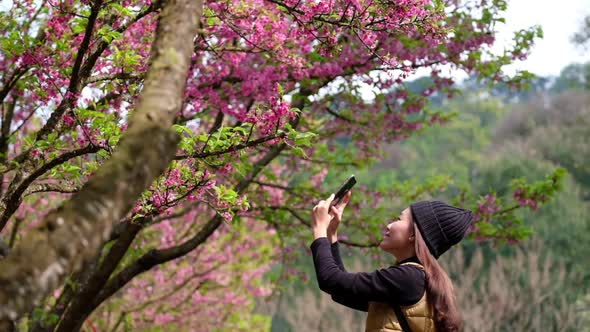 Slow motion of a woman using smartphone to take a photo of pink cherry blossom flower in the park