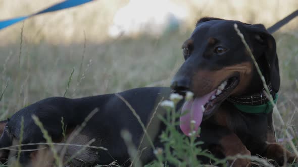 Black Dachshund Lies on Yellow Grass and Breathes Deeply alt
