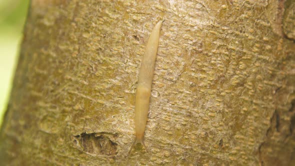Gastropod Mollusk Crawls Along Tree Trunk Searching Food alt