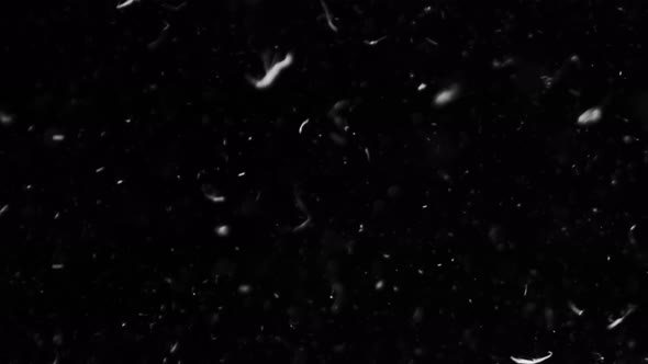 Feathers In Black Background alt