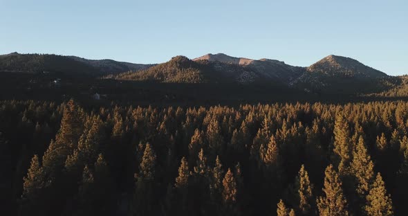 Flying Close Over The Tree Tops