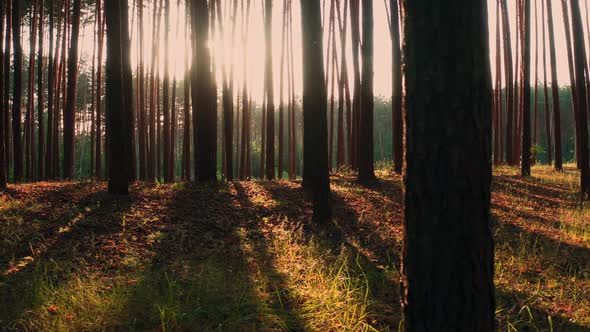 Sunbeams and Rays in the