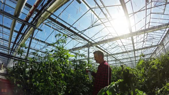 Greenhouse worker watering plants 4k alt