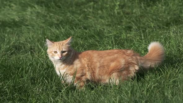Ginger Cat On Green Grass in Slow Motion