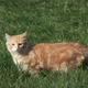 Ginger Cat On Green Grass in Slow Motion - VideoHive Item for Sale