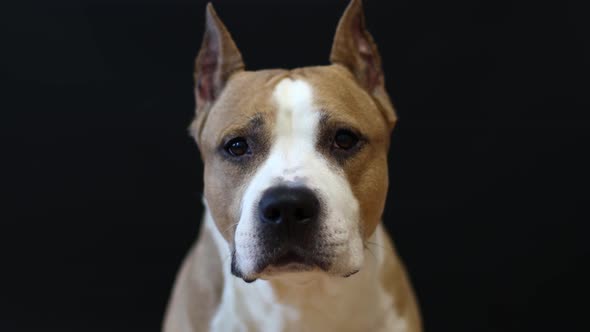 American Staffordshire Terrier Dog on a Black Background