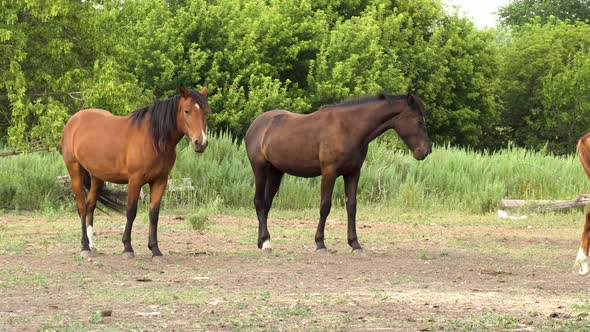 Young Horses on Stand on the Farm. Horses Stand Next To Each Other. alt