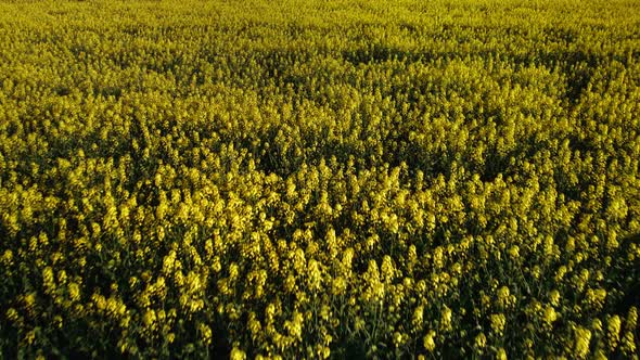 Rapeseed 02