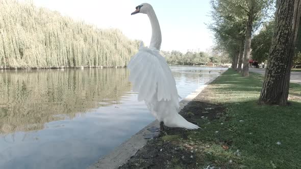 Beautiful Swan In The City Park On The Shore Of The Lake