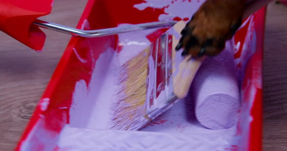 Dog Holds a Brush in Its Paw for Hardtoreach Areas and Dips It Into a Paint Cuvette with Lilac Dye