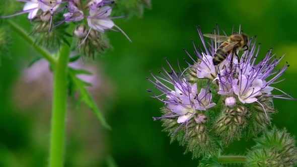 Bee On Purple Flower 1