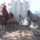 Rooster And Chicken In The Village - VideoHive Item for Sale