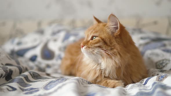 Lazy Ginger Cat Sleeps in Bed. Cute Fluffy Pet Stares Sleepily. Domestic Animal Has a Nap on Bed. alt