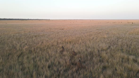 A group of Emus gather in a large open paddock full of dry tall grass alt