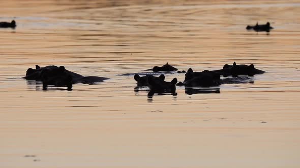 Pod of hippopotamus mostly submerged in Okavango Delta's golden light alt