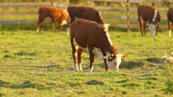 A herd of brown cows graze in the sun-drenched meadow and eat grass.