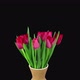 Time-lapse of opening red tulip bouquet - VideoHive Item for Sale