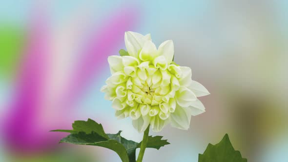 Dahlia Flower Blossoming 1 alt