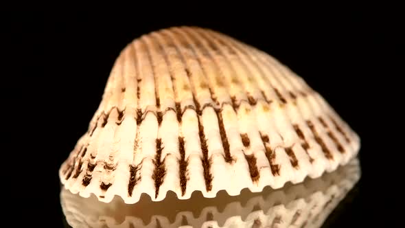 Colorful Sea Shell Isolated on a Black, Rotation, Cam Moves To the Right alt