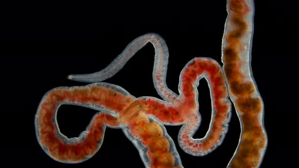 Worm Oligochaeta Limnodrilus Hoffmeisteri or Red Worm of the Naididae Family alt