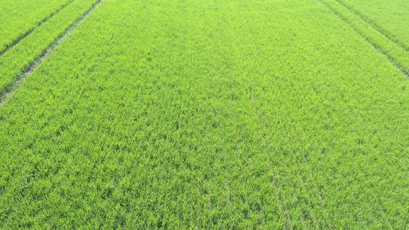 Wheat field after being sprayed with pesticides 4K aerial video