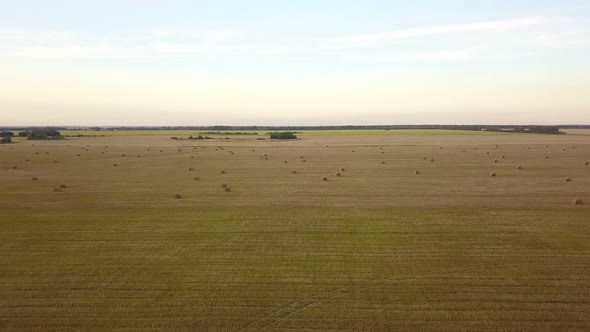 Autumn Rye Wheat Field