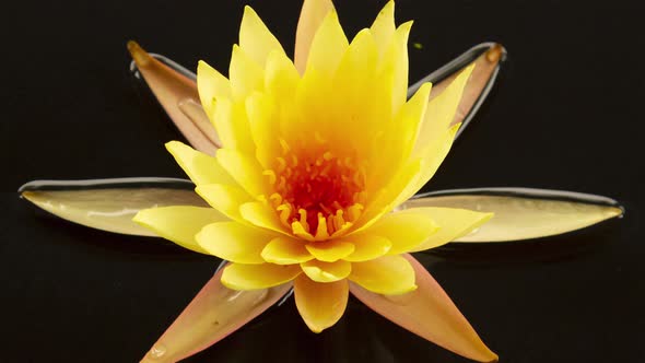 Time-lapse of lotus water lily flower opening in pond. Nymphaea aquatic plant blooming. 4K footage alt