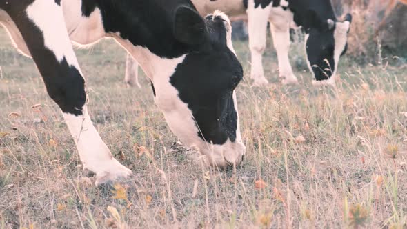 Two Cows Graze in a Meadow Eat Grass