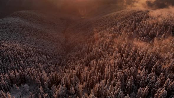 Flying High Above Illuminated  Mountain Forest at Golden Hour in Winter. 