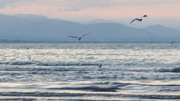 Sea and seagulls