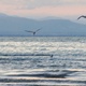 Sea and seagulls - VideoHive Item for Sale